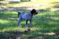 Blue, a male Bluetick Coonhound for sale in Grayson, KY – 6 of 6