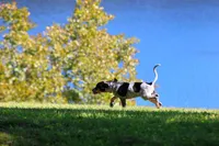Blue, a male Bluetick Coonhound for sale in Grayson, KY – 2 of 6