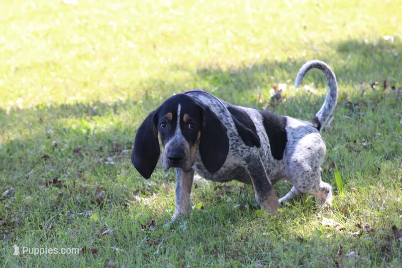 Blue – Bluetick Coonhound puppy for sale in Grayson, KY