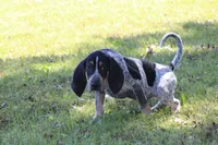 Blue, a male Bluetick Coonhound for sale in Grayson, KY – 1 of 6