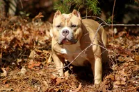 Gemma, a female American Bully for sale in Grayson, KY – 2 of 6
