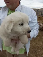 Callie, a female Great Pyrenees for sale in Hartsel, CO – 2 of 3