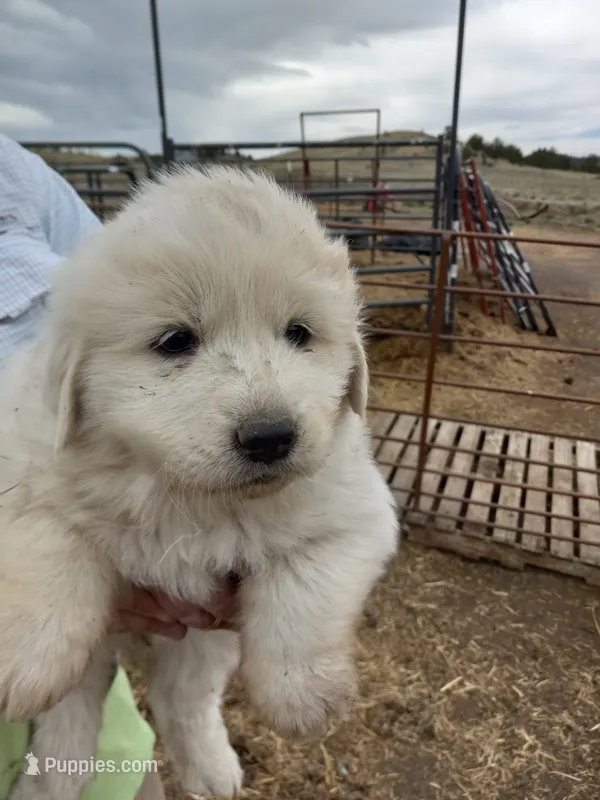 Bonnie – Great Pyrenees puppy for sale in Hartsel, CO