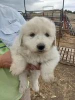 Bonnie, a female Great Pyrenees for sale in Hartsel, CO – 2 of 3