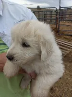 Bonnie, a female Great Pyrenees for sale in Hartsel, CO – 3 of 3