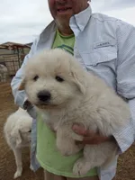 Donna, a female Great Pyrenees for sale in Hartsel, CO – 2 of 3