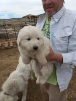 Callie, a female Great Pyrenees for sale in Hartsel, CO – 3 of 3