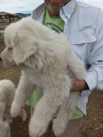 Arthur, a male Great Pyrenees for sale in Hartsel, CO – 2 of 3