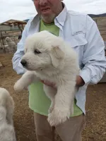 Arthur, a male Great Pyrenees for sale in Hartsel, CO – 3 of 3