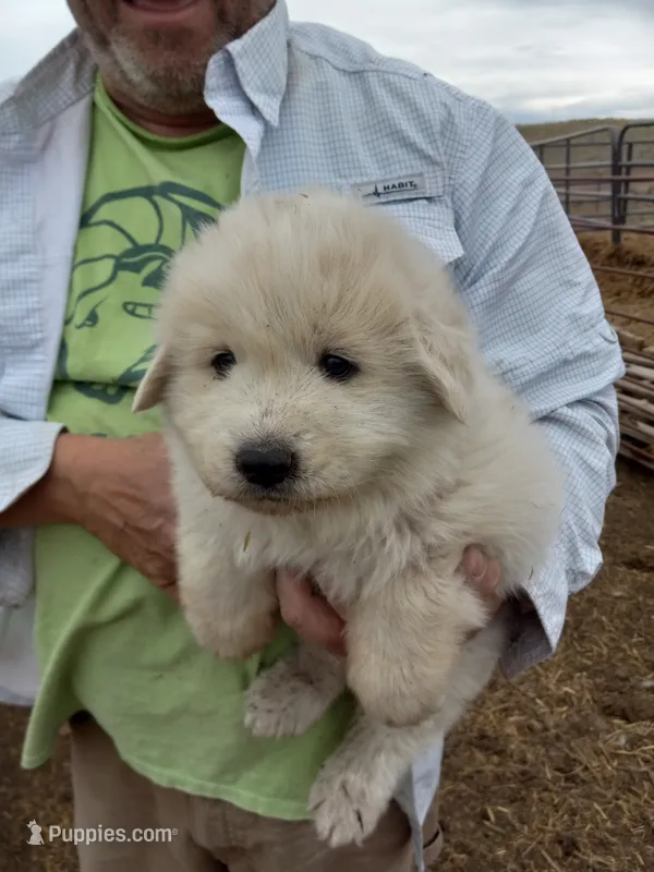 Donna – Great Pyrenees puppy for sale in Hartsel, CO