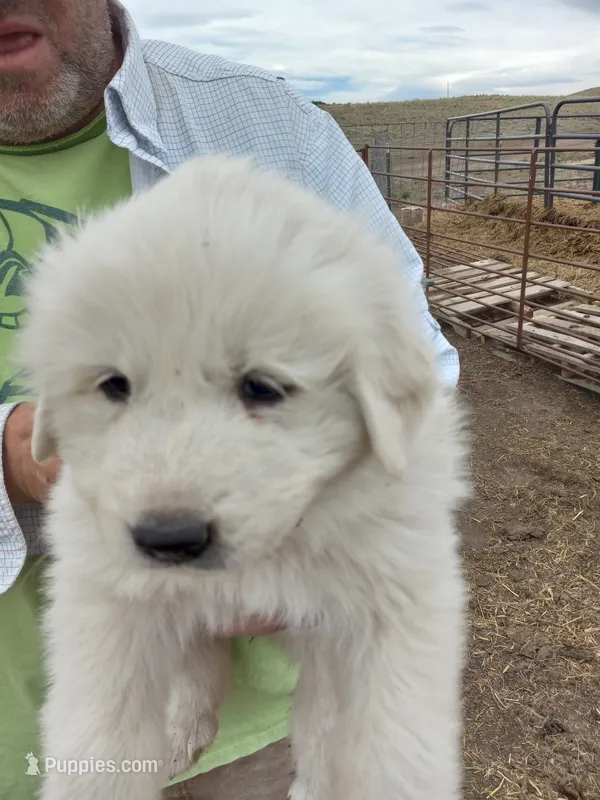 Arthur – Great Pyrenees puppy on hold in Hartsel, CO