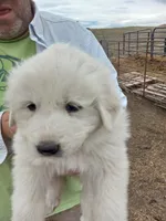 Arthur, a male Great Pyrenees for sale in Hartsel, CO – 1 of 3