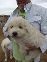 Donna, a female Great Pyrenees for sale in Hartsel, CO – 3 of 3