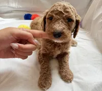 Michelle, a female Poodle - Standard  for sale in Chicago, IL – 3 of 3