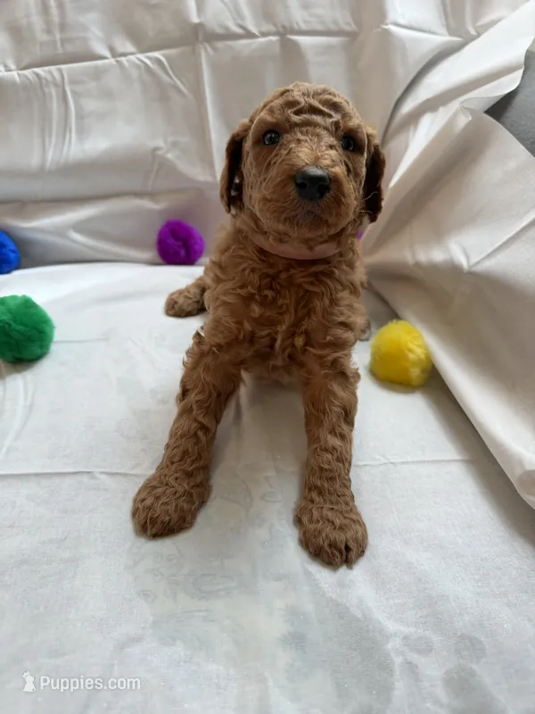 Jolin – Poodle - Standard  puppy on hold in Chicago, IL