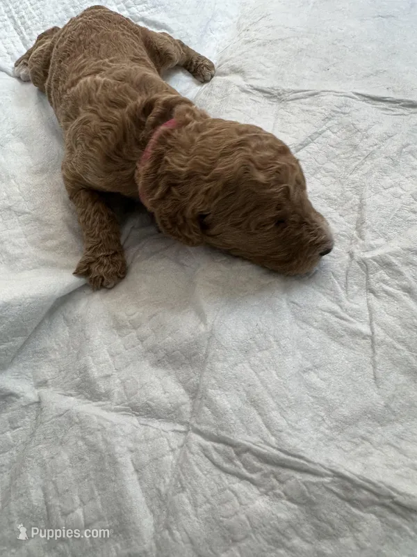 Christina, a  Poodle - Standard  for sale in Chicago, IL – Photo 1 of 3