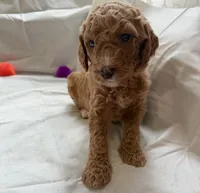 Christina, a female Poodle - Standard  for sale in Chicago, IL – 2 of 4