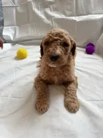 jack, a male Poodle - Standard  for sale in Chicago, IL – 3 of 4
