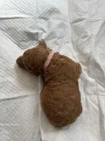 Jolin, a  Poodle - Standard  for sale in Chicago, IL – Photo 1 of 3