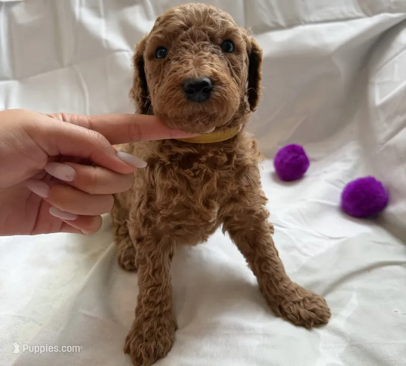 Jennifer – Poodle - Standard  puppy for sale in Chicago, IL