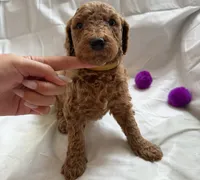 Jennifer, a female Poodle - Standard  for sale in Chicago, IL – 1 of 3