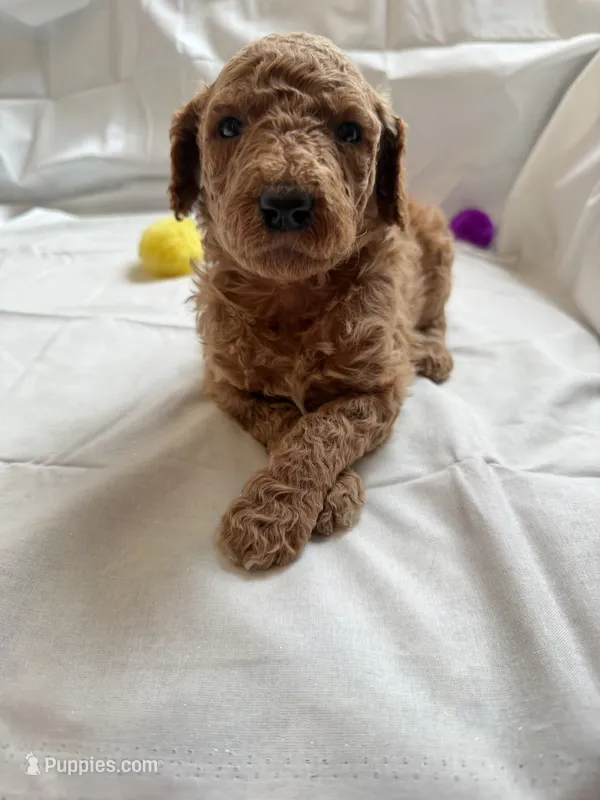 Selena – Poodle - Standard  puppy for sale in Chicago, IL
