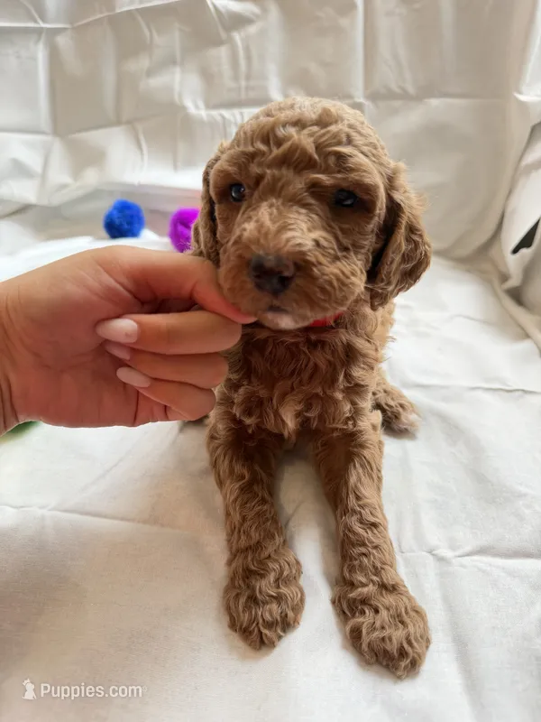 Mia – Poodle - Standard  puppy for sale in Chicago, IL