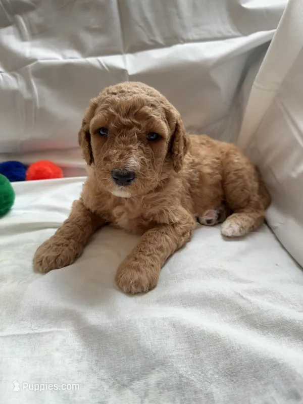 jack – Poodle - Standard  puppy for sale in Chicago, IL