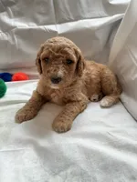 jack, a male Poodle - Standard  for sale in Chicago, IL – 1 of 4