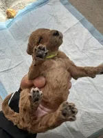 Selena, a  Poodle - Standard  for sale in Chicago, IL – Photo 2 of 3