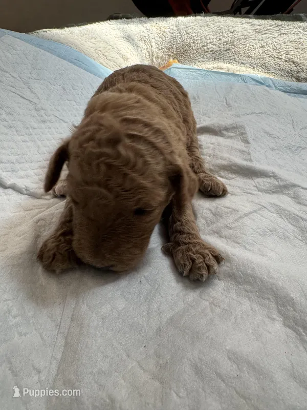 Selena – Poodle - Standard  puppy for sale in Chicago, IL