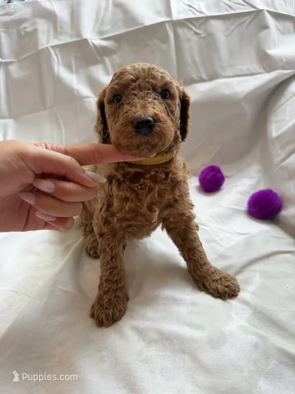 Jennifer – Poodle - Standard  puppy for sale in Chicago, IL