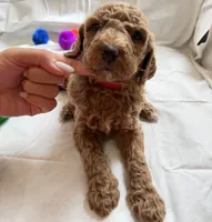 Mia, a female Poodle - Standard  for sale in Chicago, IL – 3 of 3