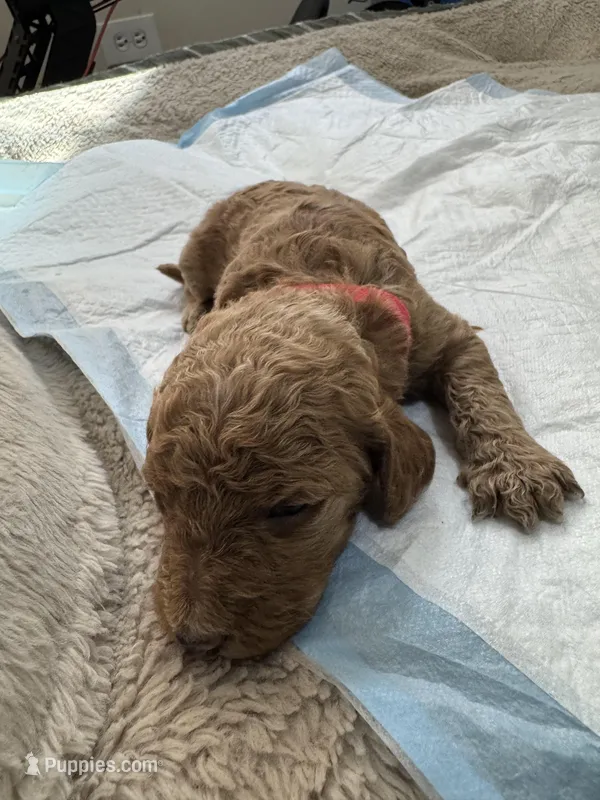 Mia – Poodle - Standard  puppy for sale in Chicago, IL