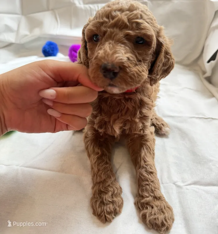 Mia – Poodle - Standard  puppy for sale in Chicago, IL