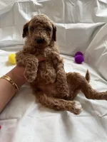 Selena, a female Poodle - Standard  for sale in Chicago, IL – 2 of 4