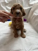 Christina, a female Poodle - Standard  for sale in Chicago, IL – 3 of 4