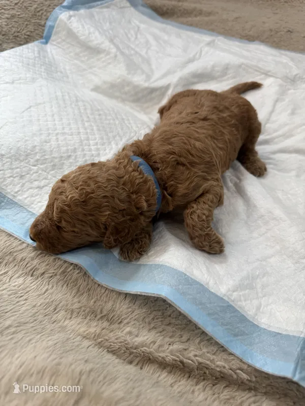 Michelle – Poodle - Standard  puppy for sale in Chicago, IL