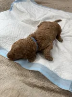 Michelle, a  Poodle - Standard  for sale in Chicago, IL – Photo 1 of 3