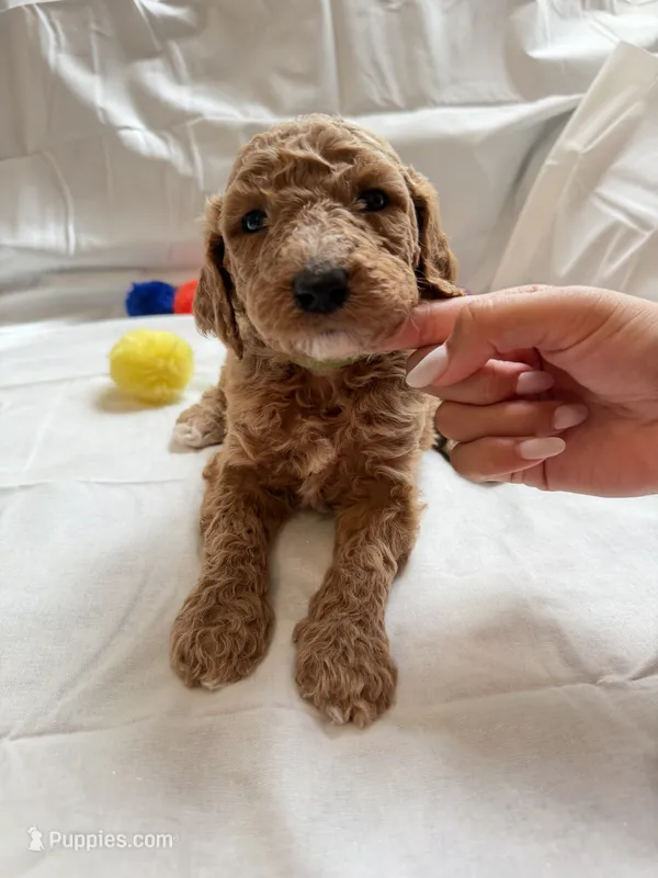Michelle – Poodle - Standard  puppy for sale in Chicago, IL