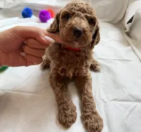 Mia, a female Poodle - Standard  for sale in Chicago, IL – 2 of 3