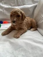 jack, a male Poodle - Standard  for sale in Chicago, IL – 2 of 4