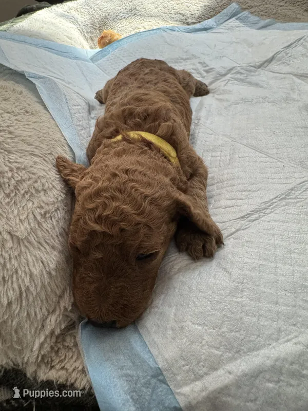 Jennifer – Poodle - Standard  puppy for sale in Chicago, IL