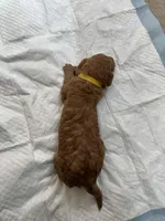 Jennifer, a female Poodle - Standard  for sale in Chicago, IL – Photo 3 of 3