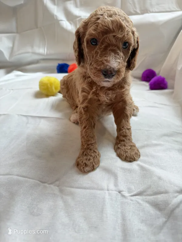 Christina – Poodle - Standard  puppy for sale in Chicago, IL