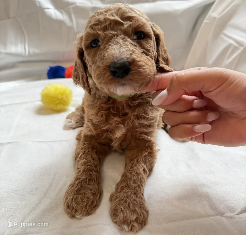 Michelle – Poodle - Standard  puppy for sale in Chicago, IL
