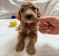Michelle, a female Poodle - Standard  for sale in Chicago, IL – 1 of 3