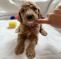 Michelle, a female Poodle - Standard  for sale in Chicago, IL – 2 of 3