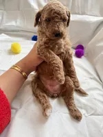 Selena, a female Poodle - Standard  for sale in Chicago, IL – 3 of 4