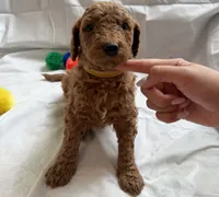 Jennifer, a female Poodle - Standard  for sale in Chicago, IL – 2 of 3
